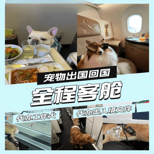 克拉玛依市宠物托运到白俄罗斯宠物入境规定和要求